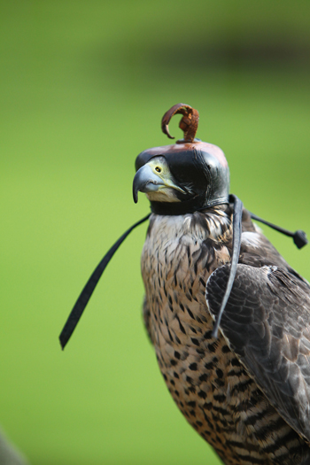 Falconry for hire